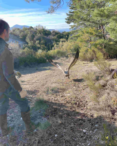 Rel&acirc;cher d'un vautour &copy; Maxime Raux